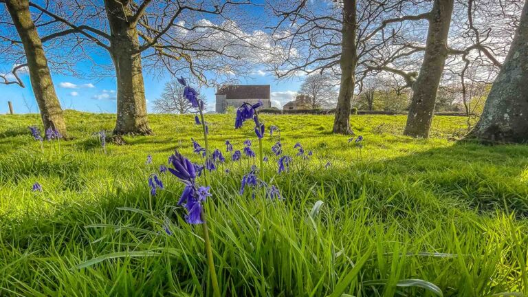 Walking in Bluebells at Bilsington Priory